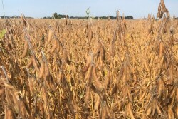 Indiana soybeans.