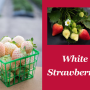 white strawberries from University of Florida