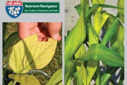In soybeans and corn, iron deficiency symptoms show up in new leaves because iron doesn’t move inside the plant. Because deficiencies result from soil environmental conditions, symptoms can come and go.