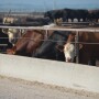 Cattle feeding margins have eroded to near breakeven levels.