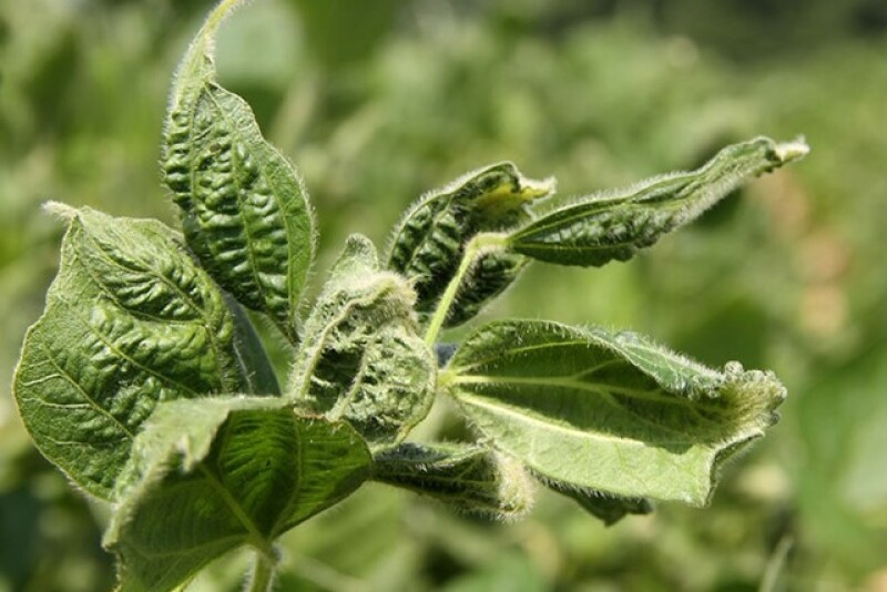 DICAMBA_2