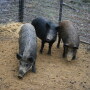 Typically, wild pigs lose consciousness and death occurs within 2.5 to 3 hours after consuming a lethal dose of sodium nitrite.