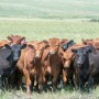 Yearlings-TMW_4895.jpg