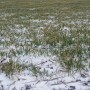 winter wheat