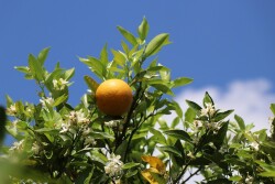Florida citrus