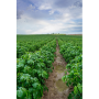 potato field