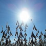 soybeans
