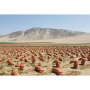 Photo-courtesy-G&R-Farms.jpg