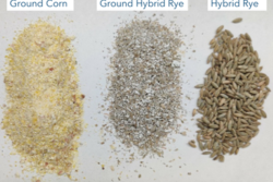 Hybrid Rye and Corn