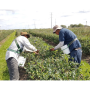 blueberry harvest