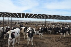 BT_Holsteins_Cattle_Feedlot