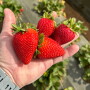 Strawberries in hand in a field