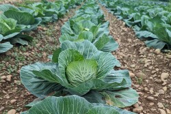 Rows of cabbage in a field