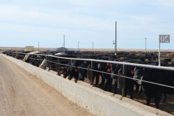 BT_Feedlot_Cattle