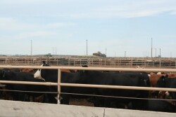 Tuberculosis can be transmitted from cattle to humans through respiratory particles.  