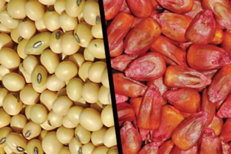 Seed