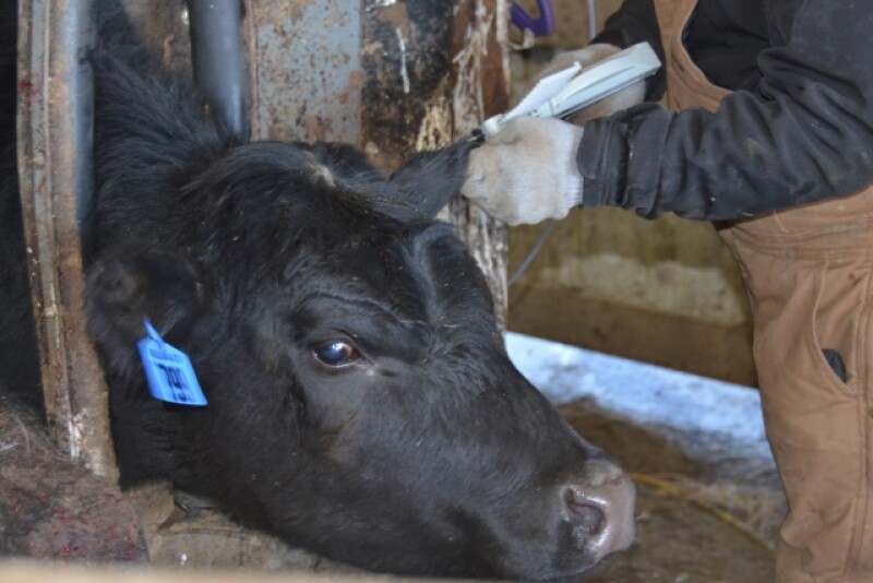 While over-the-counter livestock antibiotics are set to require a prescription as of June 11, there will also be updates to FDA guidelines and product labels regarding reimplantation of growth-promoting implants.