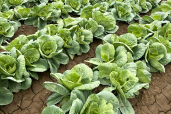 Field of green cabbage