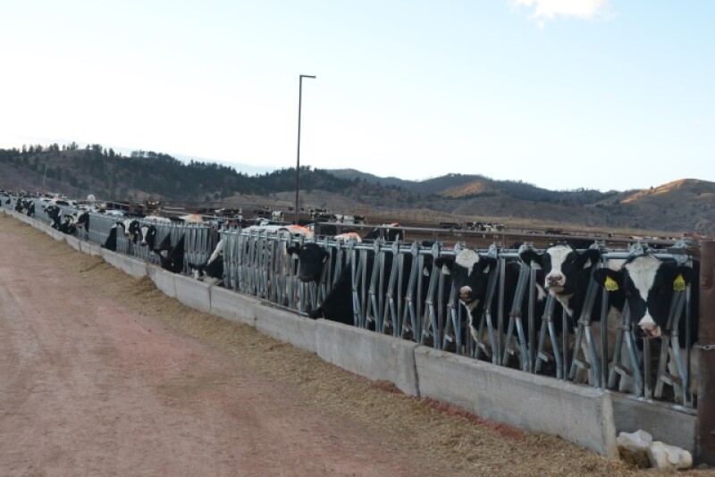 DT_Holstein_Heifers_Colorado.JPG