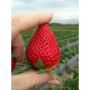 Florida strawberries