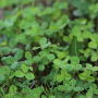 Clover