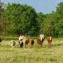 Rainbolt Ranch, Texas