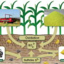 sulfur cycle2