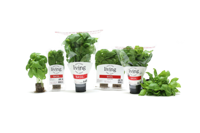 North Shore Living basil.png