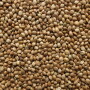 Hemp seed