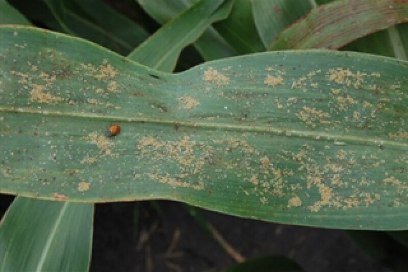 sugarcane_aphid