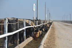 On Thursday, Senators Deb Fischer (R-Neb.), Chuck Grassley (R-Iowa), John Tester (D-Mont.) and Ron Wyden (D-Ore.) reintroduced the Cattle Price Discovery and Transparency Act in the 118th Congress.