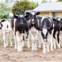Summer Calves Holstein_Adobe Stock