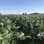 Scouts on the Midwest Crop Tour