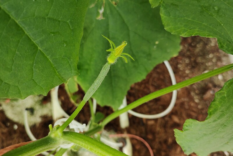 Wholesum organic seeds