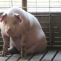 Big_Pig