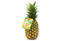 del monte