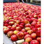 fuji apples