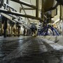 Create a stress free milking environment where cows feel comfortable entering the parlor.