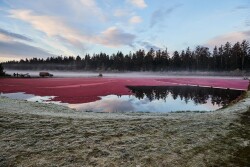 ocean spray cranberry
