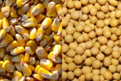 corn soybeans