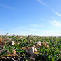 Wondering what cover crop to grow? Three key questions must be answered before a cover crop is planted.