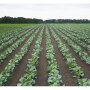 Heath Wetherington, director of operations for Baker Farms, said two to three inches of rain have fallen for several weeks on many of the company’s crops, such as this field of collard greens.