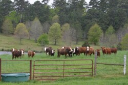 Texas_Cows_and_Calves