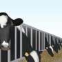 While competition is great on the football field or basketball court, dairy cows forced to compete for feed and water is a no-win proposition