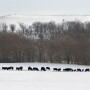 BT_Snow_Cattle_Winter
