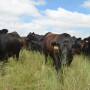 USDA's mid-year inventory totals suggest that the U.S. cattle herd has reached a plateau.