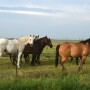 African horse sickness is transmitted by insects