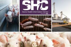 SHIC Collage