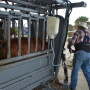 BT_Dewormer_Cattle