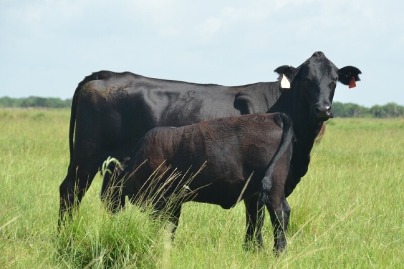 BT_Brangus_Cow_Calf